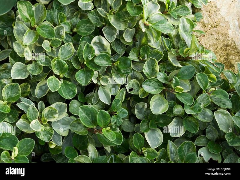 Peperomia Reticulata | Peperomia | Piperaceae