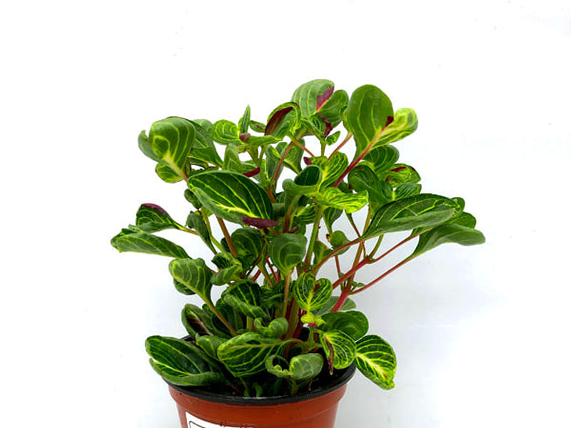 Peperomia Reticulata | Peperomia | Piperaceae