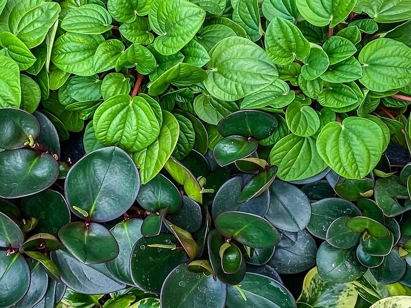 Peperomia Species #2 | Peperomia | Piperaceae