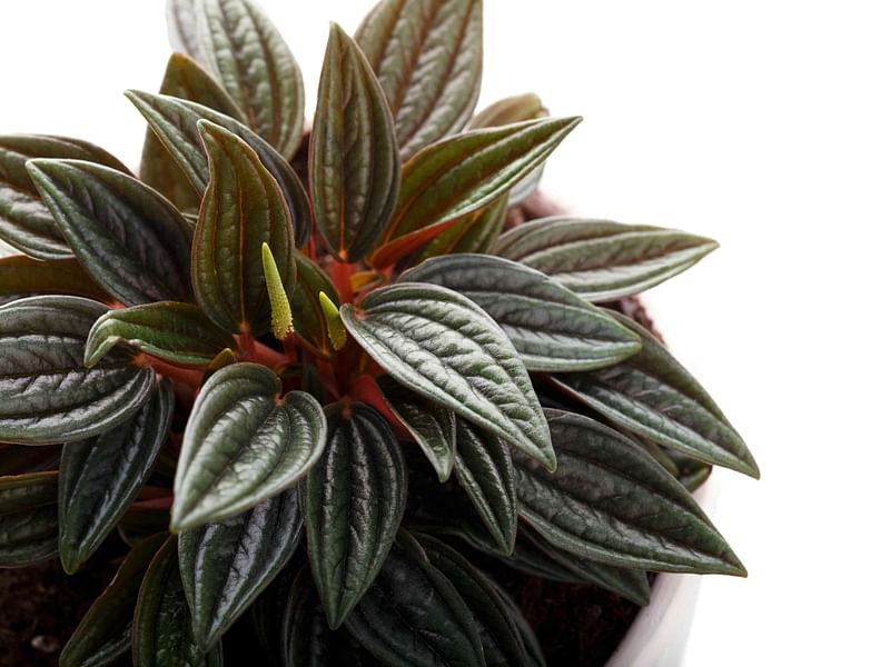Peperomia Species #2 | Peperomia | Piperaceae