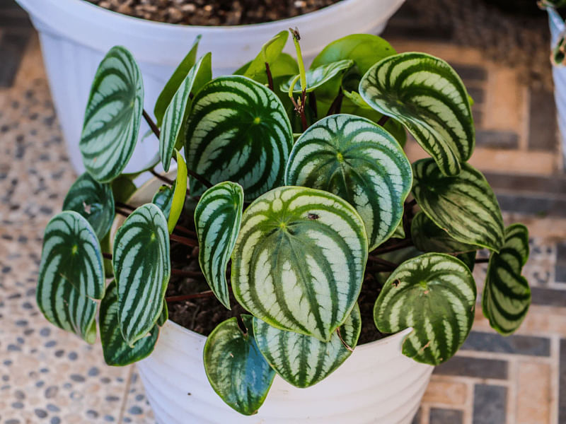 Peperomia Species #2 | Peperomia | Piperaceae