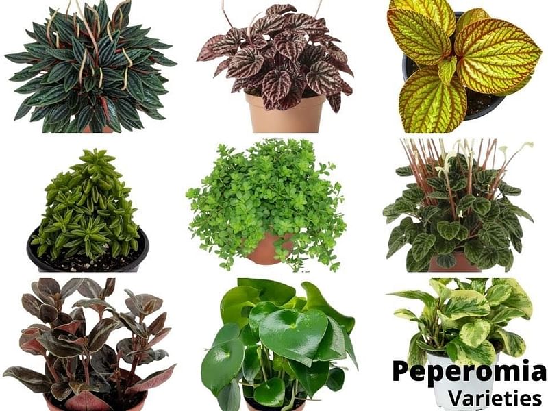Peperomia Species #2 | Peperomia | Piperaceae