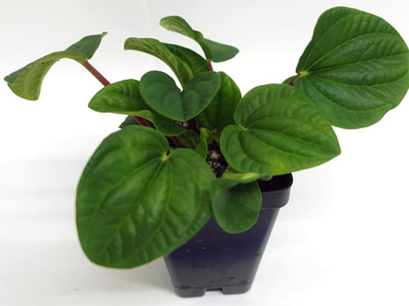 Peperomia Species #2 | Peperomia | Piperaceae