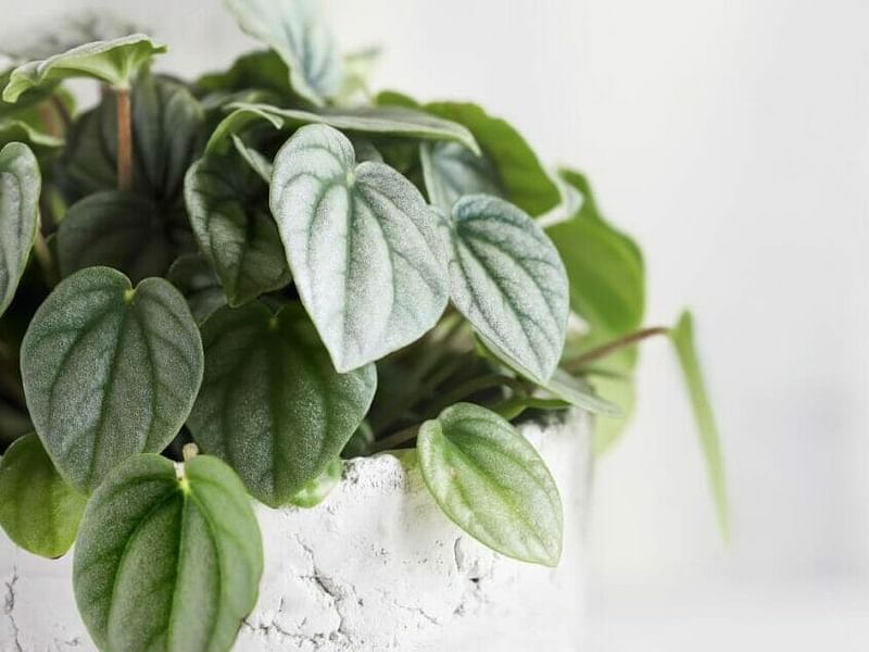 Peperomia Species #2 | Peperomia | Piperaceae