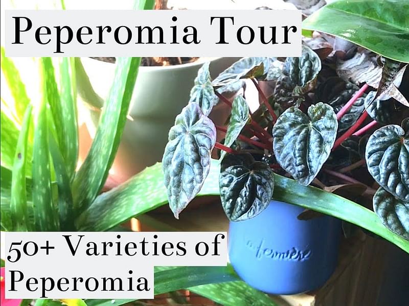 Peperomia Species #2 | Peperomia | Piperaceae