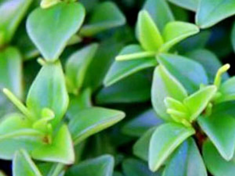 Peperomia Trinervula | Peperomia | Piperaceae