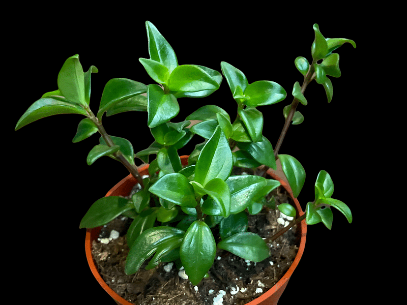Peperomia Trinervula | Peperomia | Piperaceae