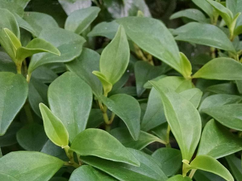 Peperomia Trinervula | Peperomia | Piperaceae