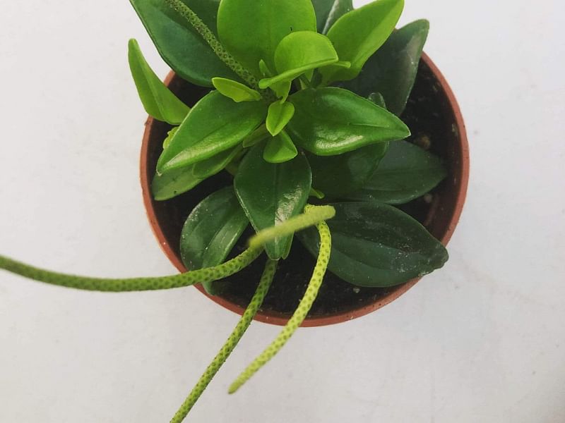 Peperomia Trinervula | Peperomia | Piperaceae