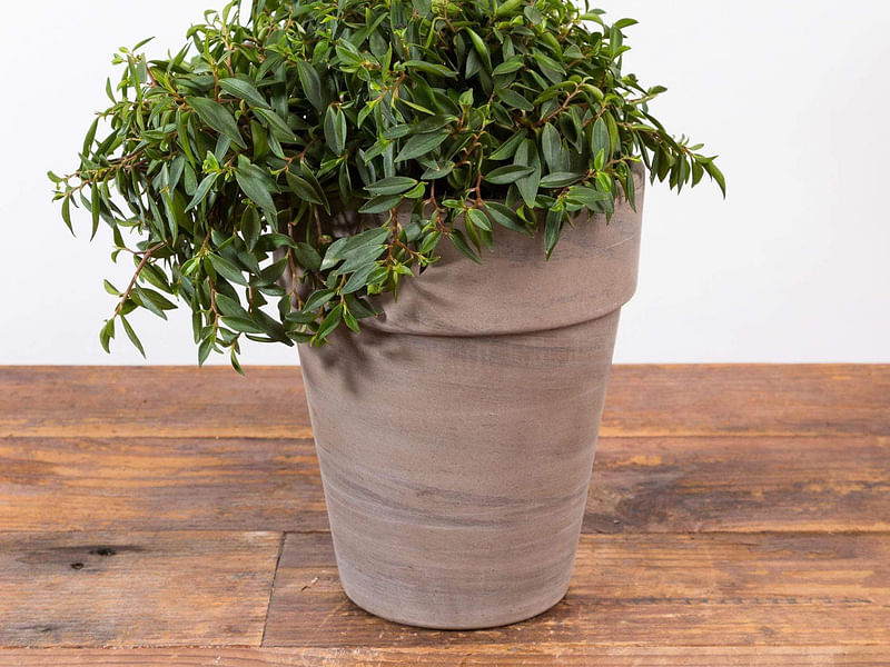 Peperomia Trinervula | Peperomia | Piperaceae