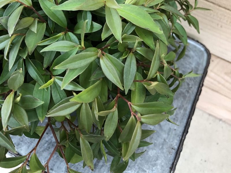 Peperomia Trinervula | Peperomia | Piperaceae