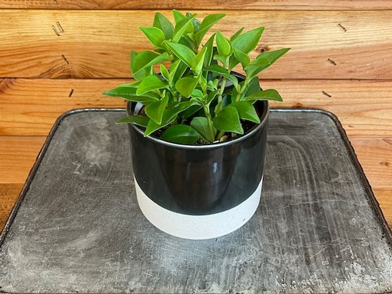 Peperomia Trinervula | Peperomia | Piperaceae