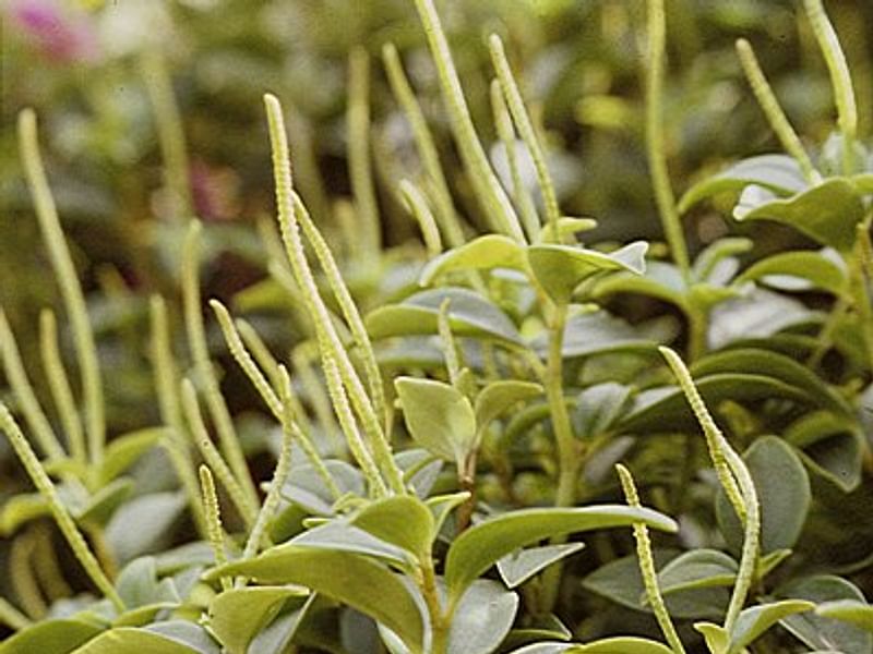 Peperomia Trinervula | Peperomia | Piperaceae