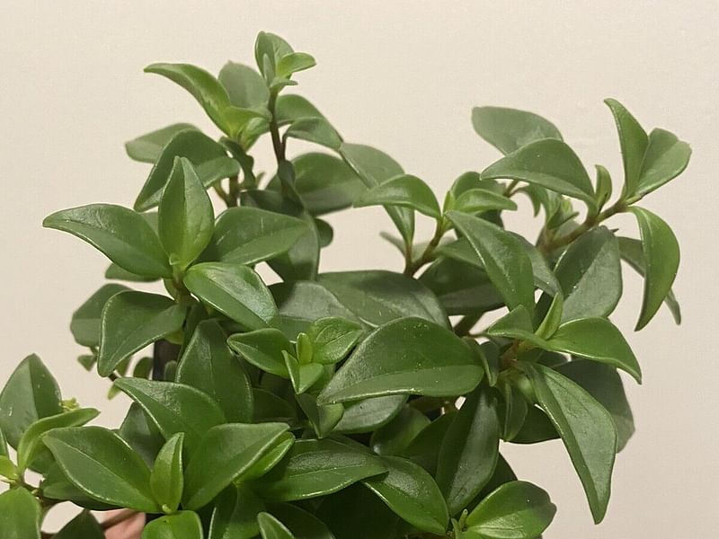 Peperomia Trinervula | Peperomia | Piperaceae