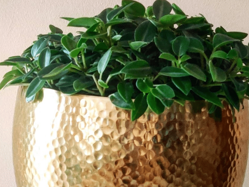 Peperomia Trinervula | Peperomia | Piperaceae