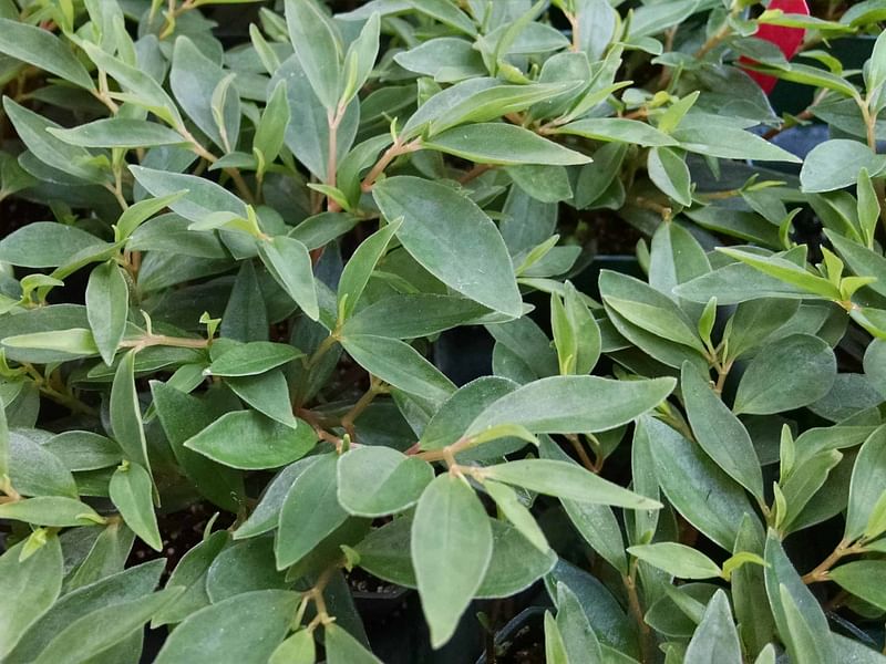 Peperomia Trinervula | Peperomia | Piperaceae