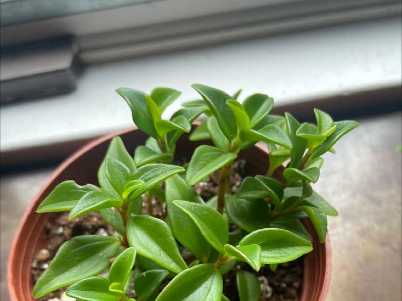 Peperomia Trinervula | Peperomia | Piperaceae