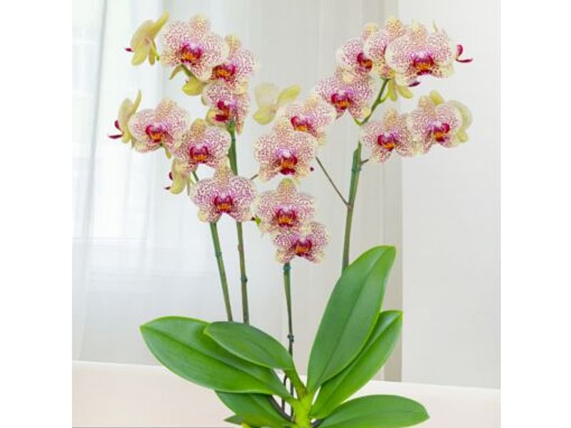 Phalaenopsis Hybrid | Orchidaceae