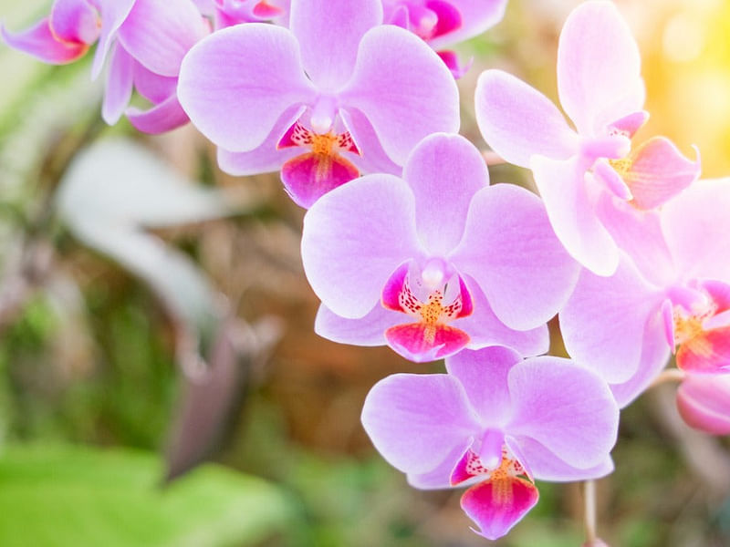 Phalaenopsis Hybrid | Orchidaceae