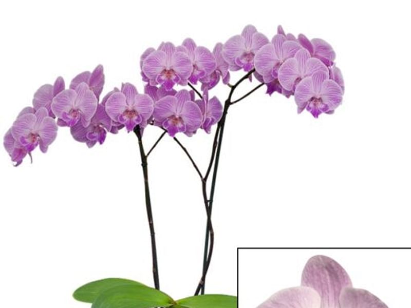 Phalaenopsis Hybrid | Orchidaceae