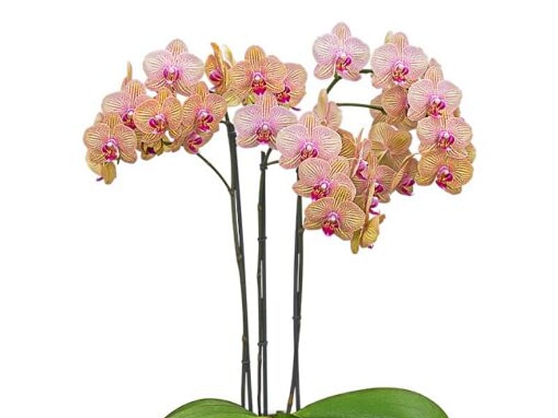 Phalaenopsis Hybrid | Orchidaceae