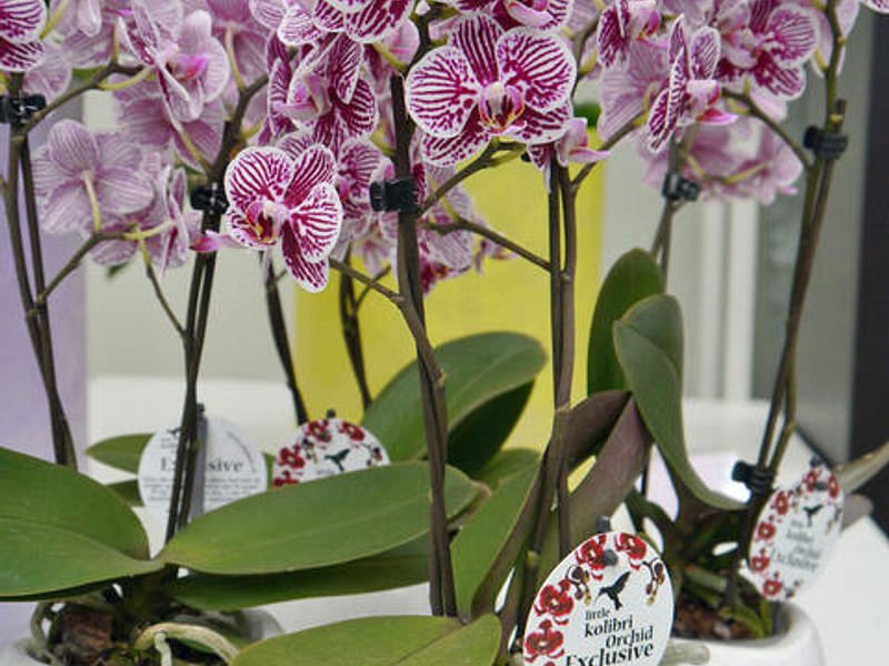Phalaenopsis Hybrid | Orchidaceae