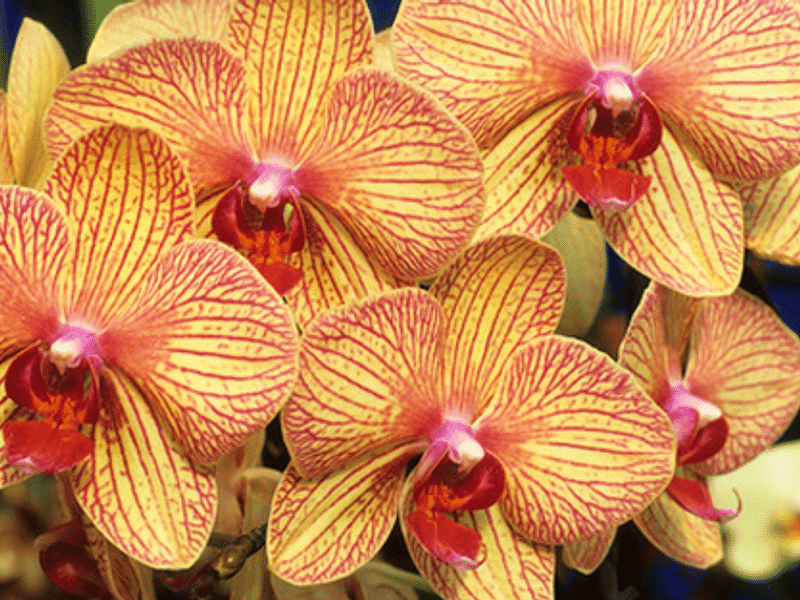Phalaenopsis Hybrid | Orchidaceae