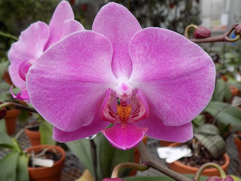 Phalaenopsis Hybrid | Orchidaceae