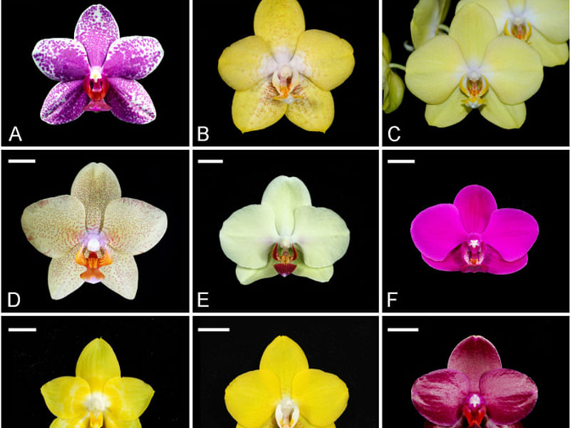 Phalaenopsis Hybrid | Orchidaceae