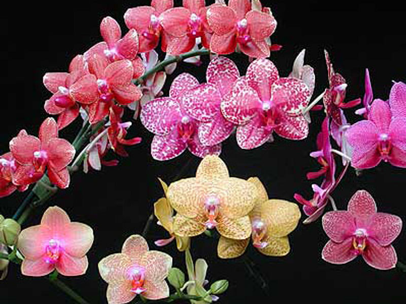 Phalaenopsis Hybrid | Orchidaceae