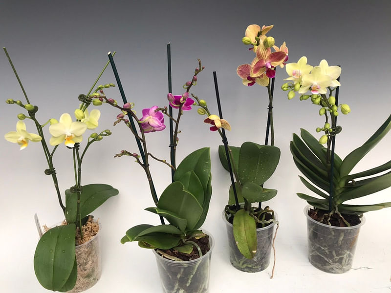Phalaenopsis Hybrid | Orchidaceae