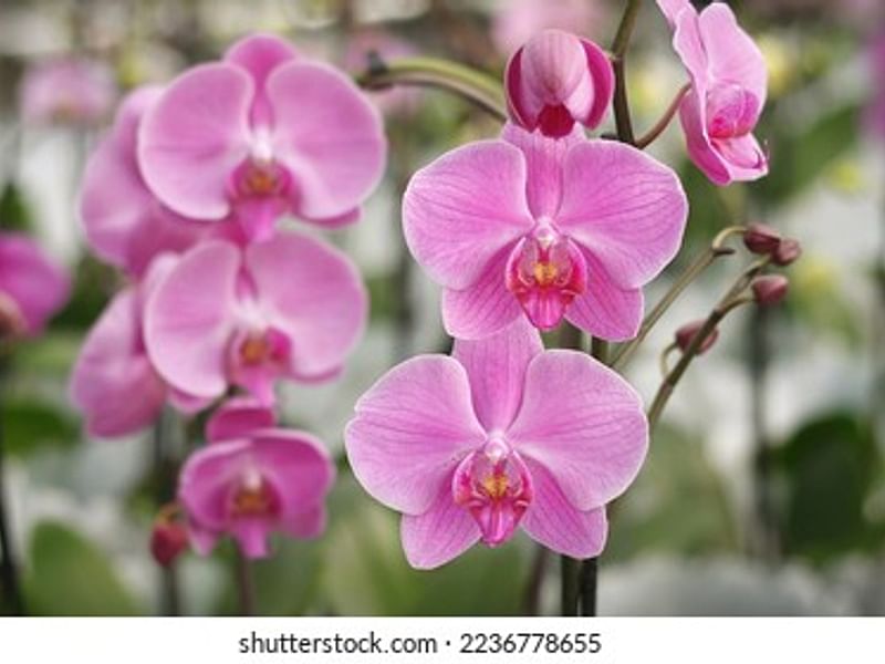 Phalaenopsis Hybrid | Orchidaceae