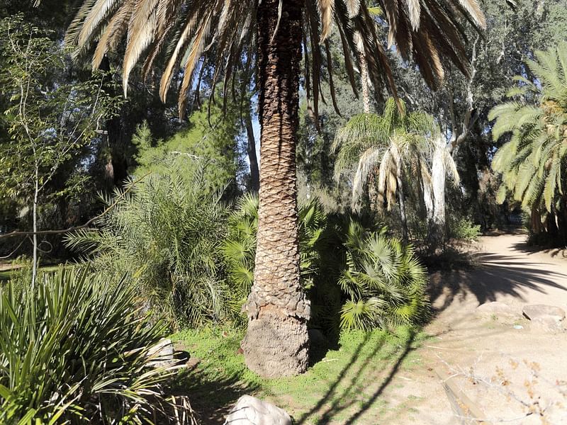 Phoenix Canariensis | Phoenix | Arecaceae