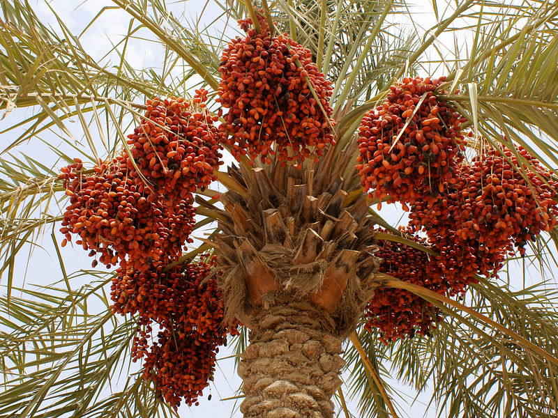 Phoenix Dactylifera Fruit - Dates | Phoenix | Arecaceae