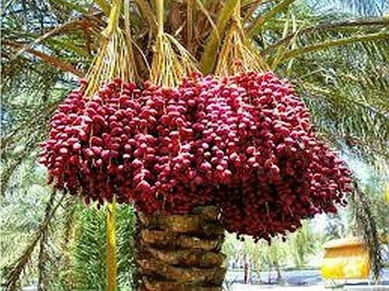 Phoenix Dactylifera Fruit - Dates | Phoenix | Arecaceae
