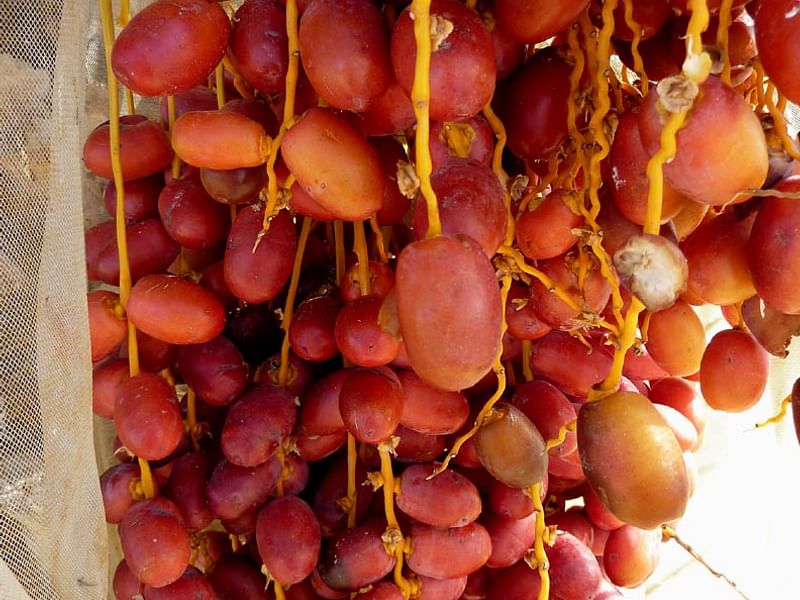 Phoenix Dactylifera Fruit - Dates | Phoenix | Arecaceae