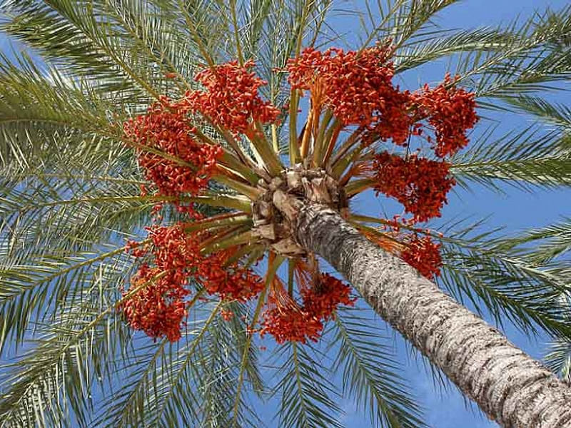 Phoenix Dactylifera Fruit - Dates | Phoenix | Arecaceae