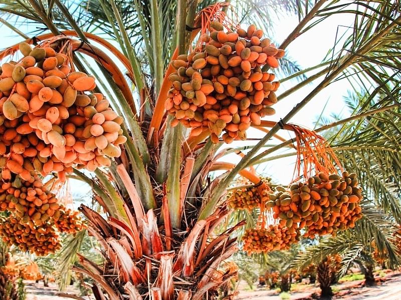 Phoenix Dactylifera Fruit - Dates | Phoenix | Arecaceae