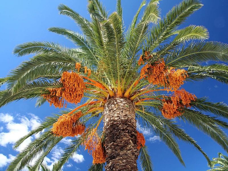 Phoenix Dactylifera Fruit - Dates | Phoenix | Arecaceae