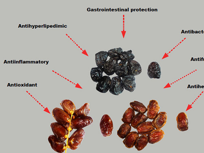 Phoenix Dactylifera Fruit - Dates | Phoenix | Arecaceae