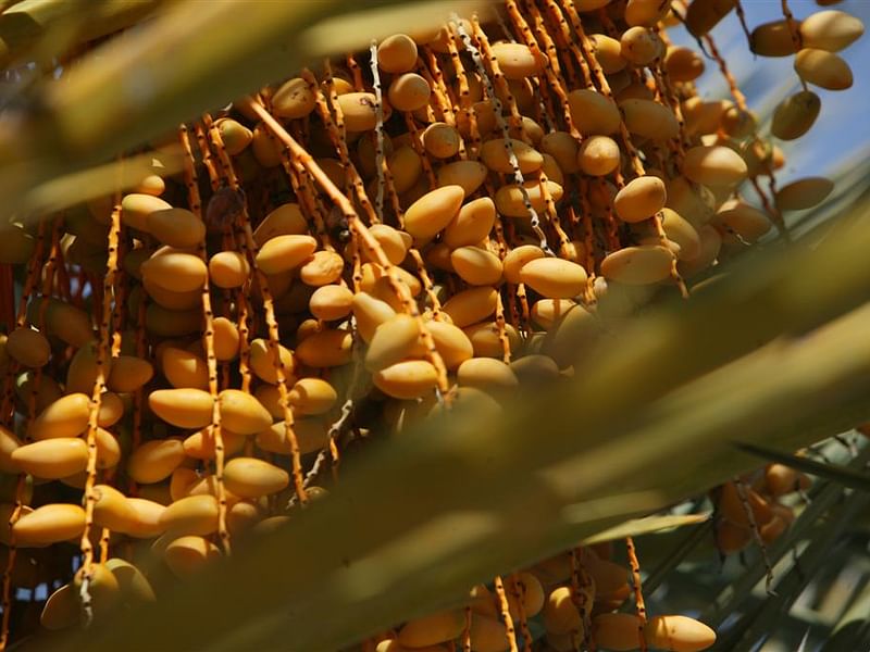 Phoenix Dactylifera Fruit - Dates | Phoenix | Arecaceae