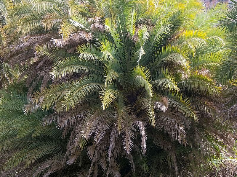 Phoenix Theophrastii | Phoenix | Arecaceae