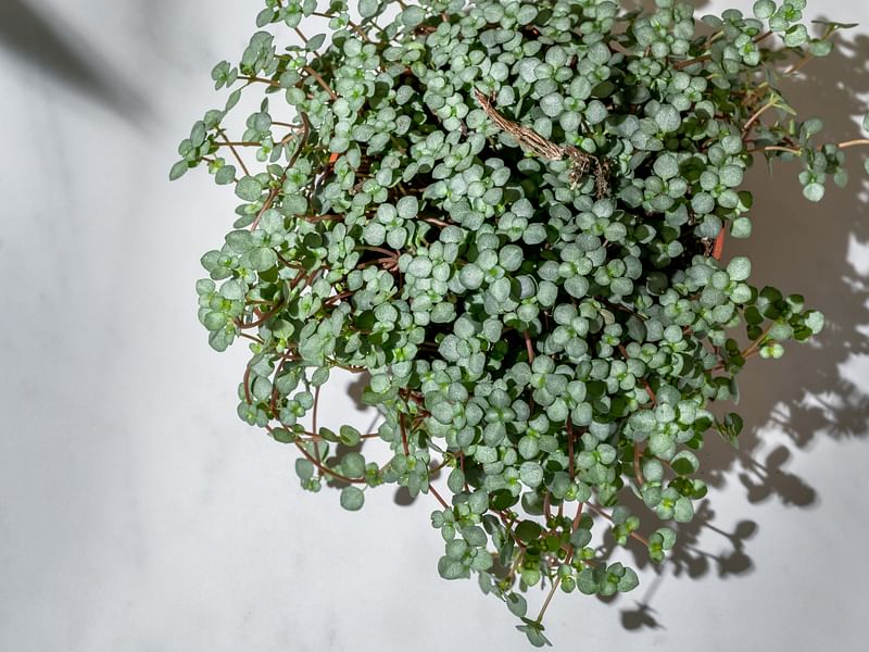 Pilea Glaucophylla Cv. Greyzy | Pilea | Urticaceae