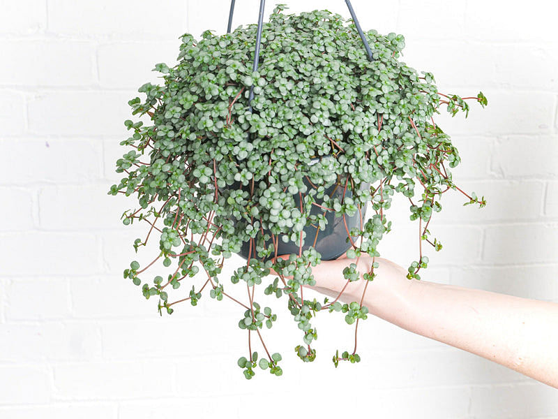 Pilea Glaucophylla Cv. Greyzy | Pilea | Urticaceae