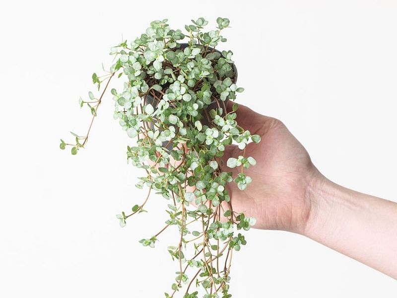 Pilea Glaucophylla Cv. Greyzy | Pilea | Urticaceae