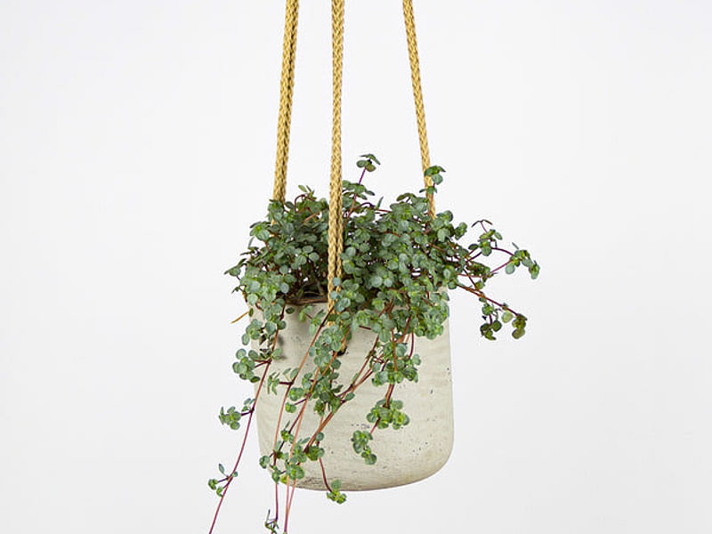 Pilea Glaucophylla Cv. Greyzy | Pilea | Urticaceae
