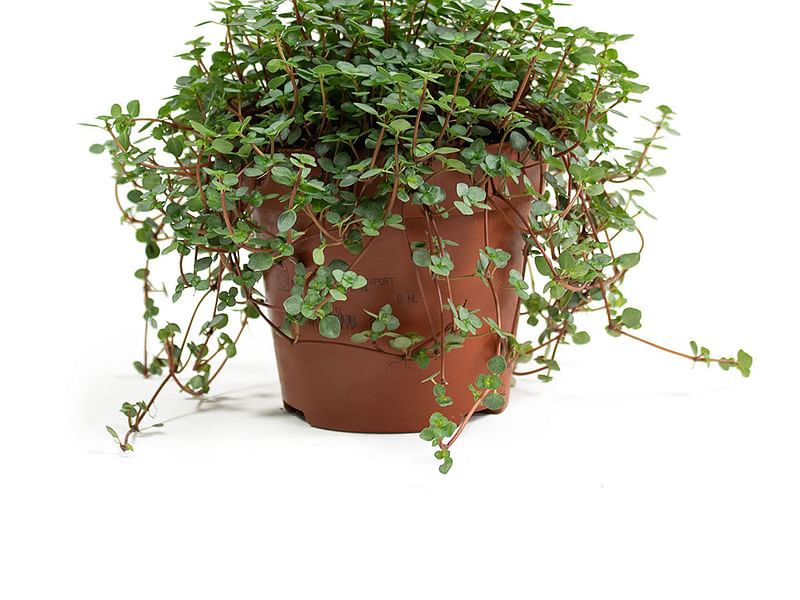 Pilea Glaucophylla Cv. Greyzy | Pilea | Urticaceae