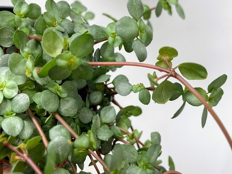 Pilea Glaucophylla Cv. Greyzy | Pilea | Urticaceae