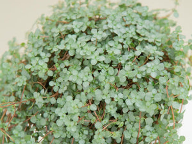 Pilea Glaucophylla Cv. Greyzy | Pilea | Urticaceae