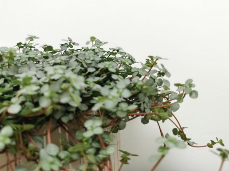 Pilea Glaucophylla Cv. Greyzy | Pilea | Urticaceae
